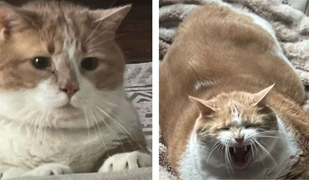 cat 43 pounds