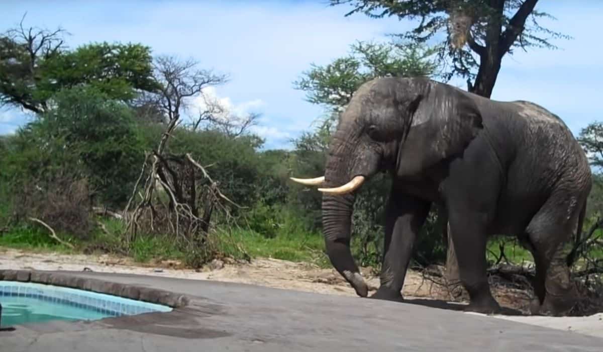 elephant crashes pool party