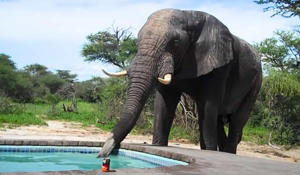 elephant crashes pool party