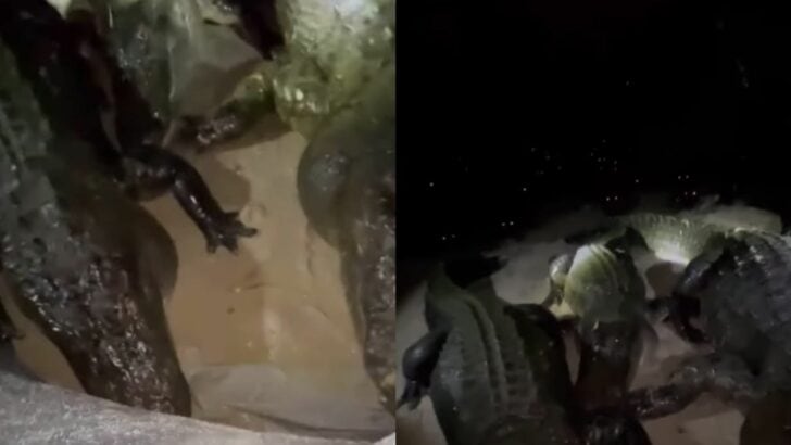 Camper Finds Himself Surrounded By Alligators In Middle Of Night