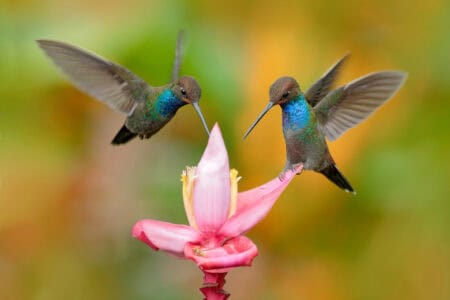 15 Most Beautiful Birds You Can Spot in Your Backyard
