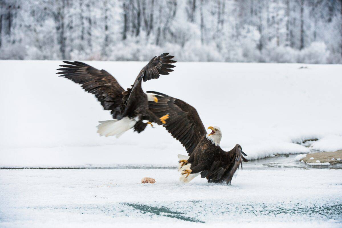 Bald eagle