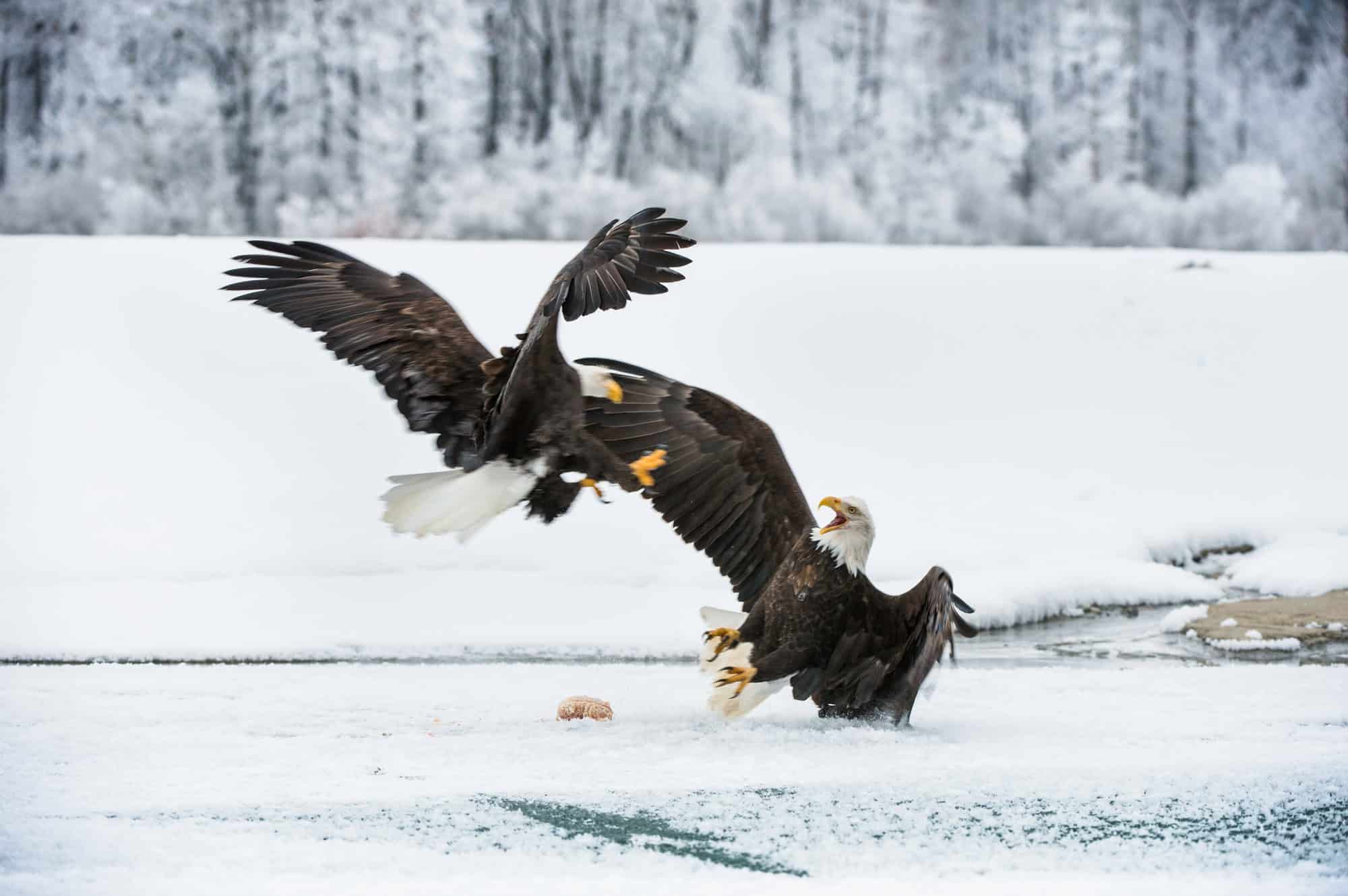 Bald eagle