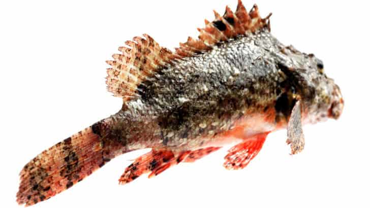 The Oldest Living Fish Discovered in the Pacific Ocean