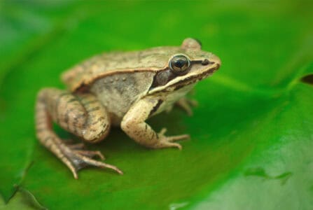Top 12 Animal Adaptations You Have Never Heard Of