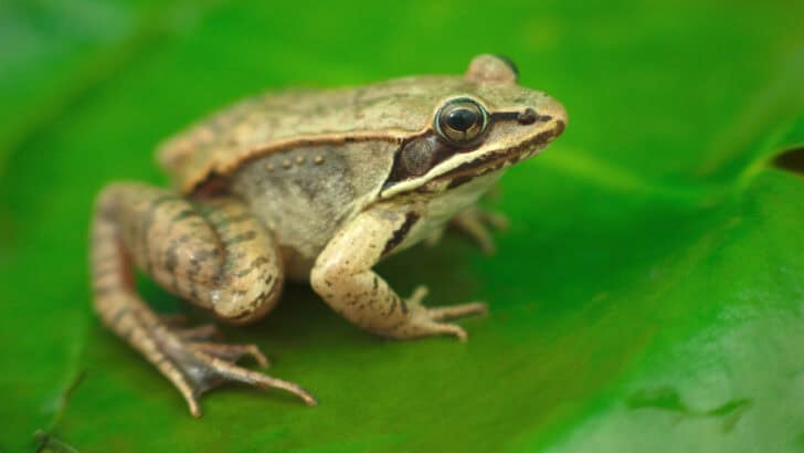The Only Animal That Can Survive Being Frozen Solid for Months