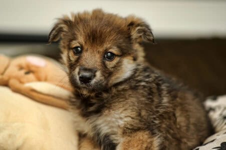 Top 10 Cutest Baby Animals in US