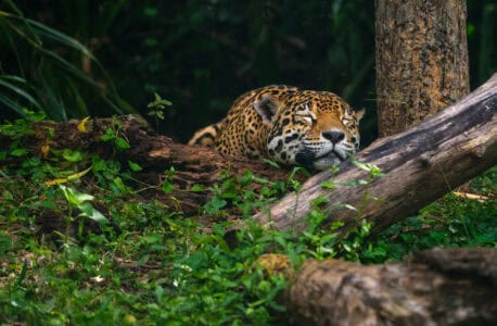 Have You Ever Seen A Leopard Fall Asleep? 