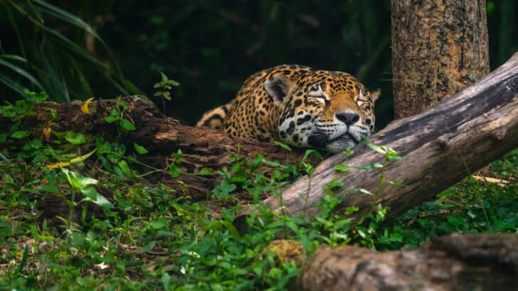 Have You Ever Seen A Leopard Fall Asleep? 