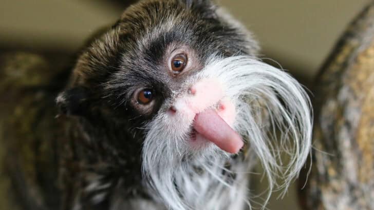 The Cutest Monkey Species on Our Planet