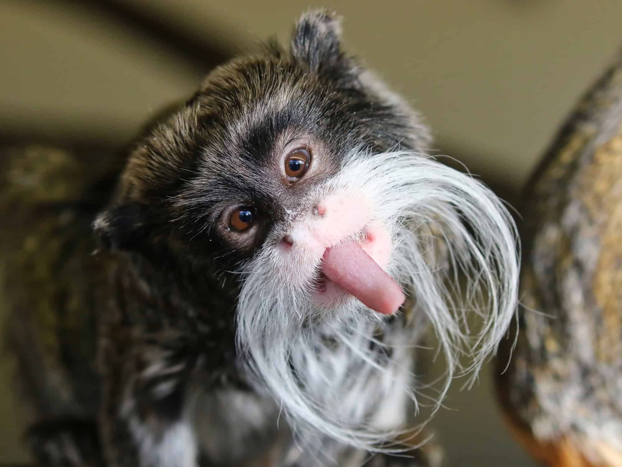 The Cutest Flat Faced Monkey You'Ll Ever See - 65golpq