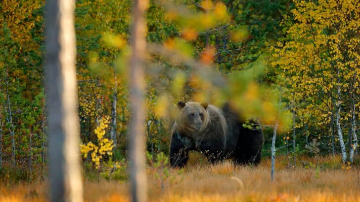 Signs Of Dangerous Wildlife Living Close To Your Home