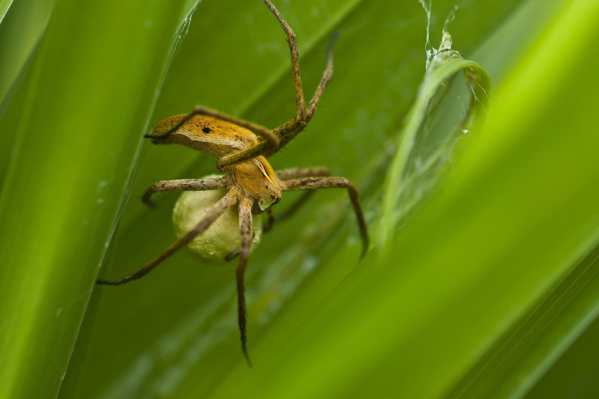 nursery spider