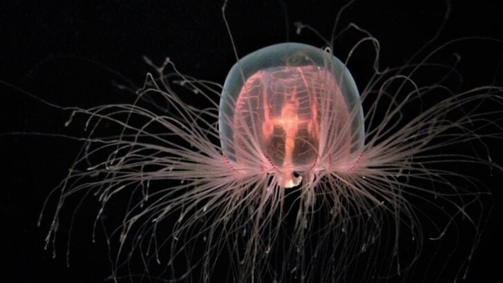 This Jellyfish Can Live Forever