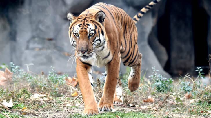 These Are The Most Endangered Animals on our Planet