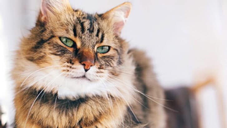 Most Popular Pets Living in New York