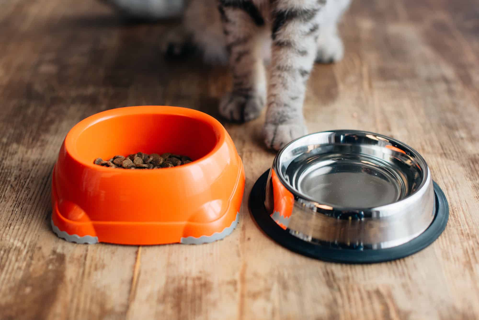 cat food