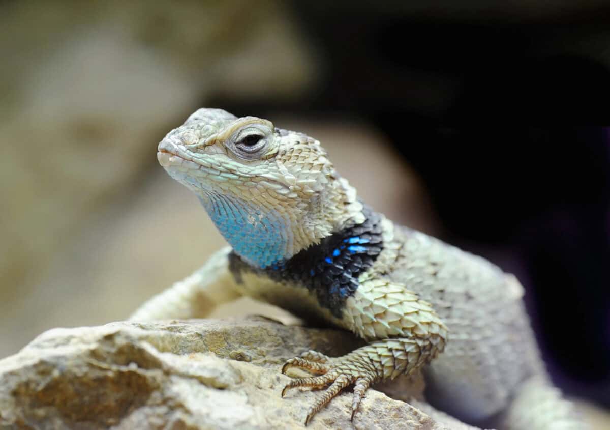 Western Fence Lizard
