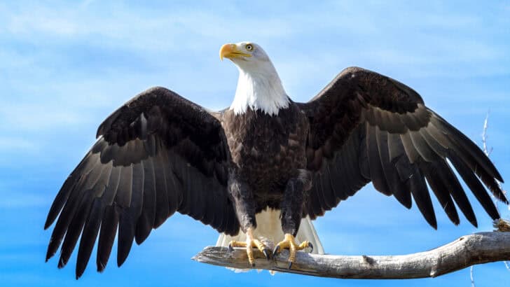 6 States With The Most Bald Eagle
