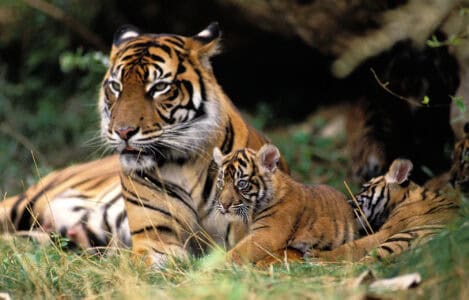 First-Time Mother Tiger Learns To Care For Cubs