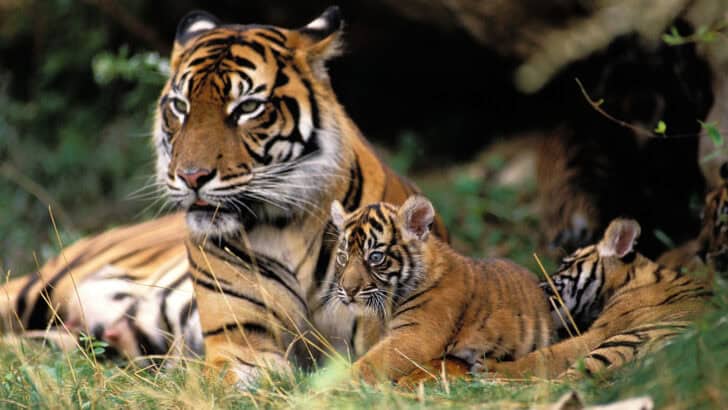 First-Time Mother Tiger Learns To Care For Cubs