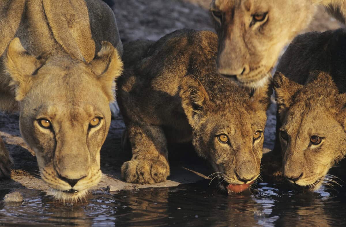 Lion drinking water and looking at the camera
