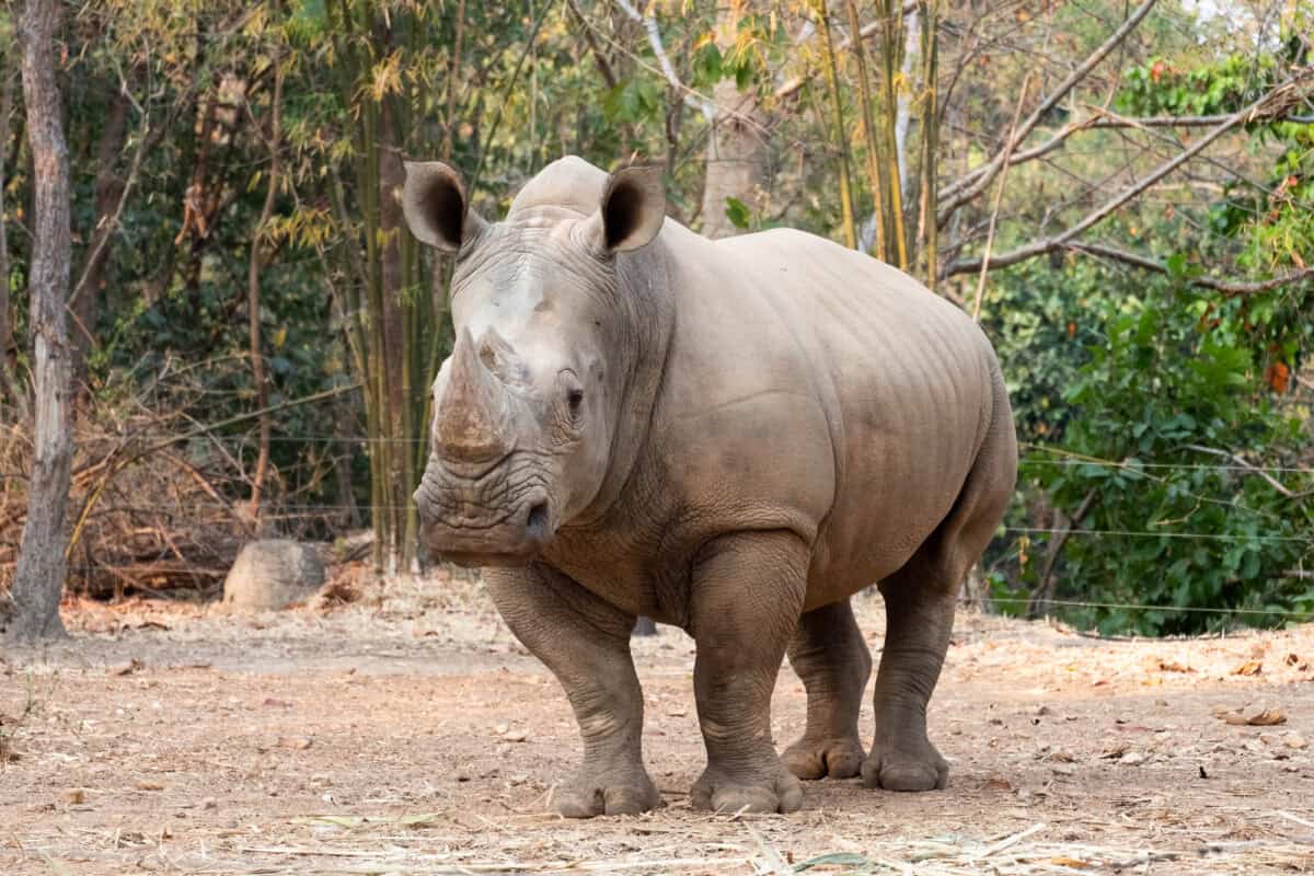 Rhinoceros
