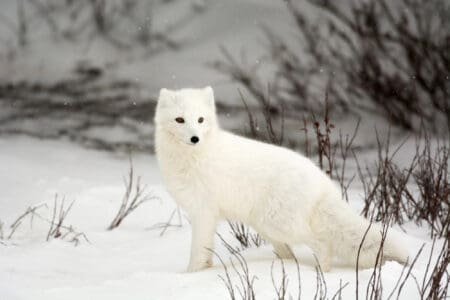 10 Animals That Change Colors