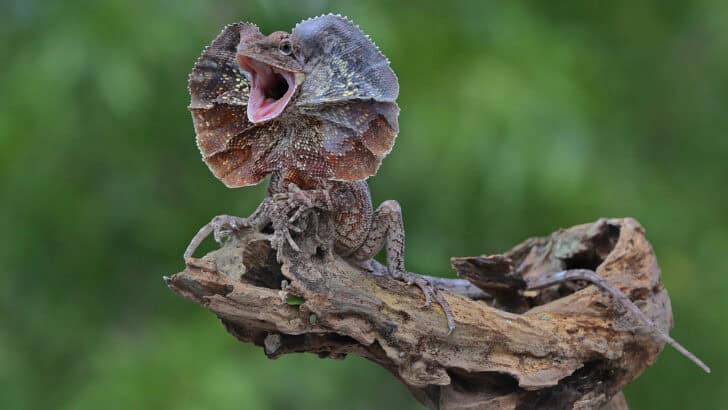 15 Animals With Actual Superpowers