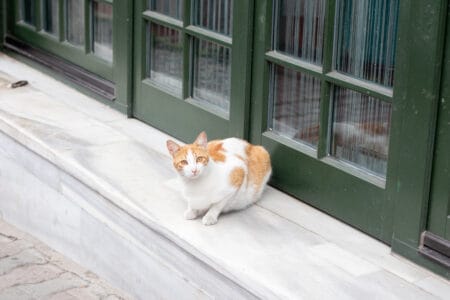 The Secret Behind Ginger Cats’ Fiery Coats