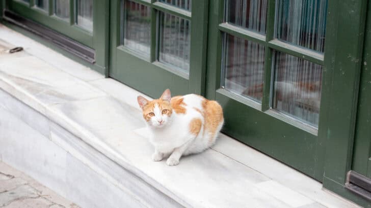 The Secret Behind Ginger Cats’ Fiery Coats