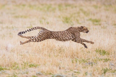 How Cheetahs Achieve Record-Breaking Speeds