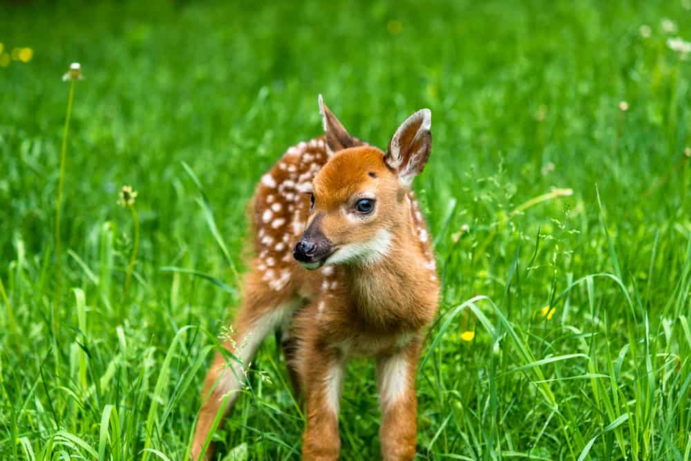 A baby fawn white-tailed deer standing and looking at the camera