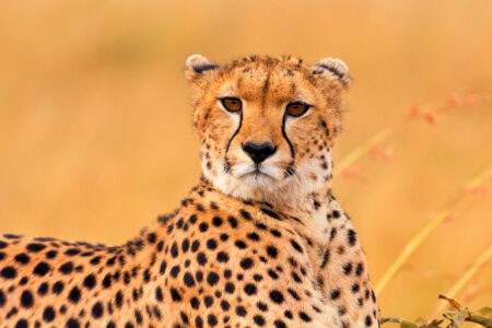 How the Cheetah Spirit Animal Inspires Speed and Focus