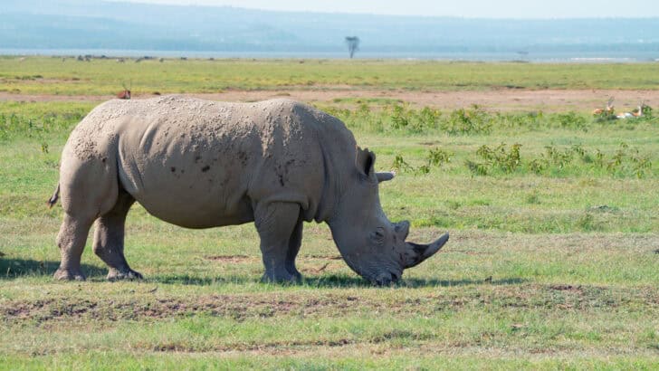 Rhino Attacks Car in Kruger National Park