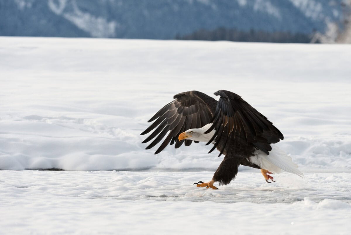 bald eagle