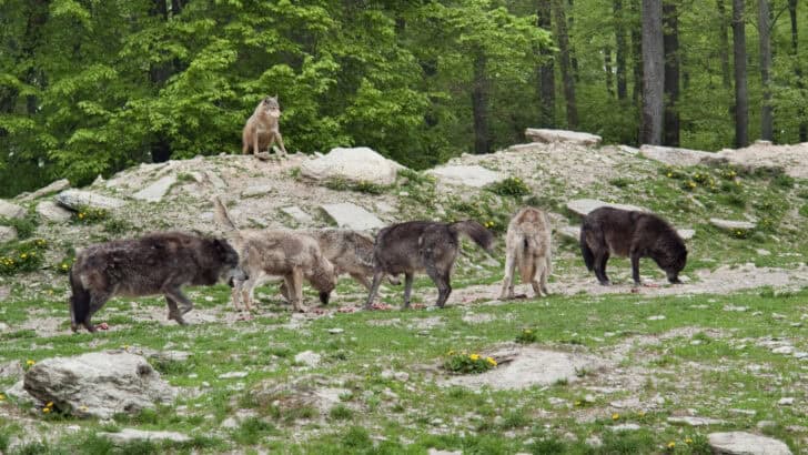 This U.S. State Has the Most Active Wild Wolf Packs