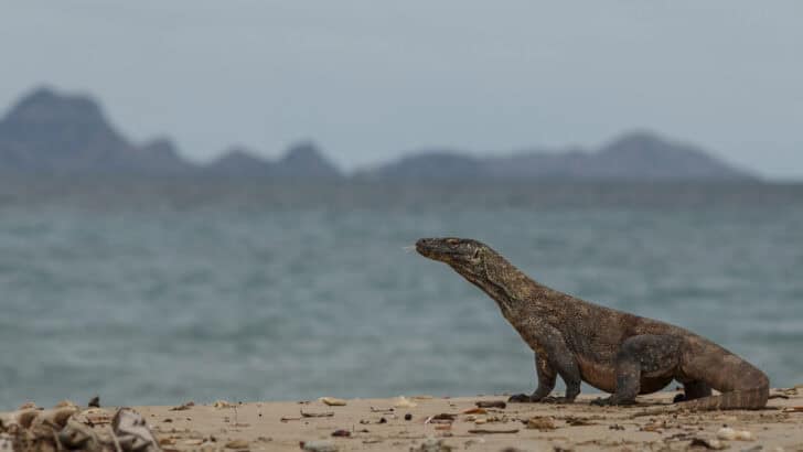 Why Komodo Dragons Are Even More Dangerous Than They Look