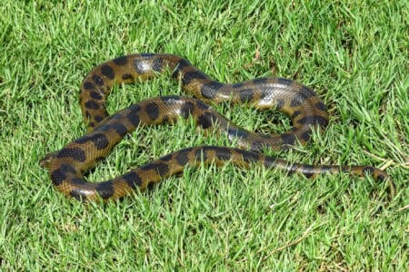 Meet the Heaviest Snake Ever Recorded