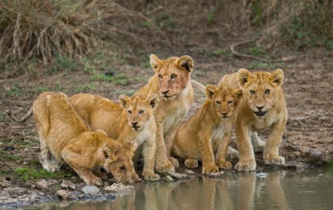 8 Lion Cub Sightings That Prove Why Seeing Them on a Safari Should Be on Your Bucket List