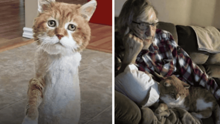 Three-Legged Stray Cat Survives 9 Winters Before Finding His Forever Home