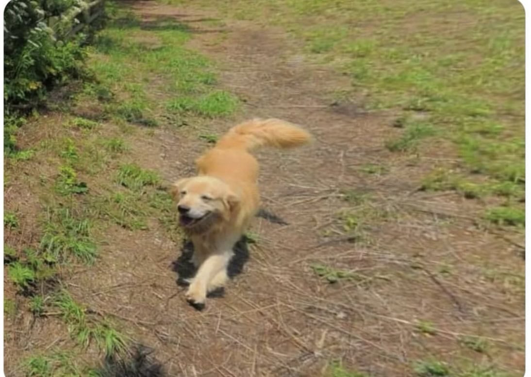 Dog Follows Google Maps Snapper & Appears In 1000 Photo