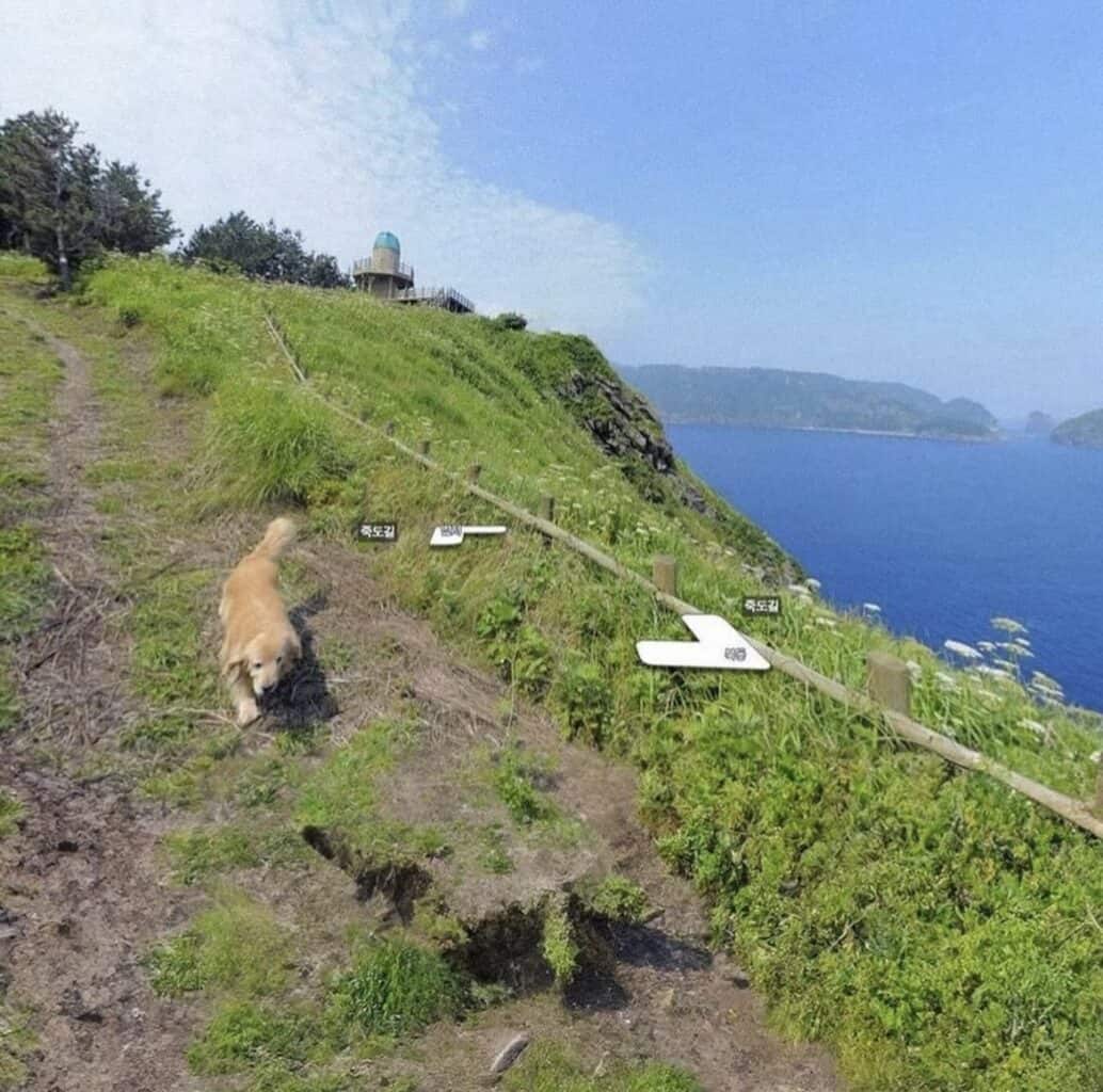 Dog Follows Google Maps Snapper & Appears In 1000 Photo