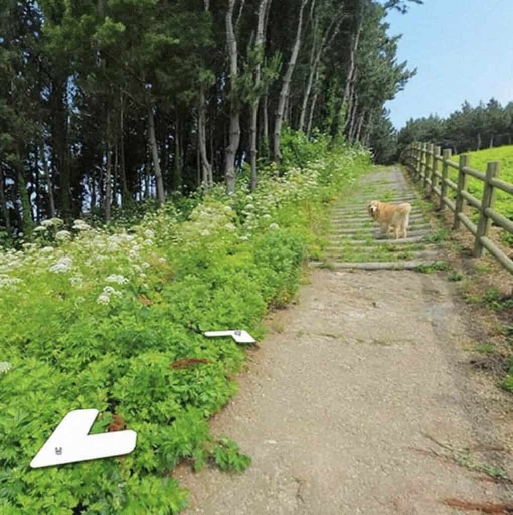Dog Follows Google Maps Snapper & Appears In 1000 Photo