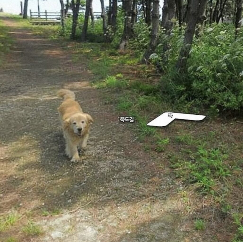 Dog Follows Google Maps Snapper & Appears In 1000 Photo