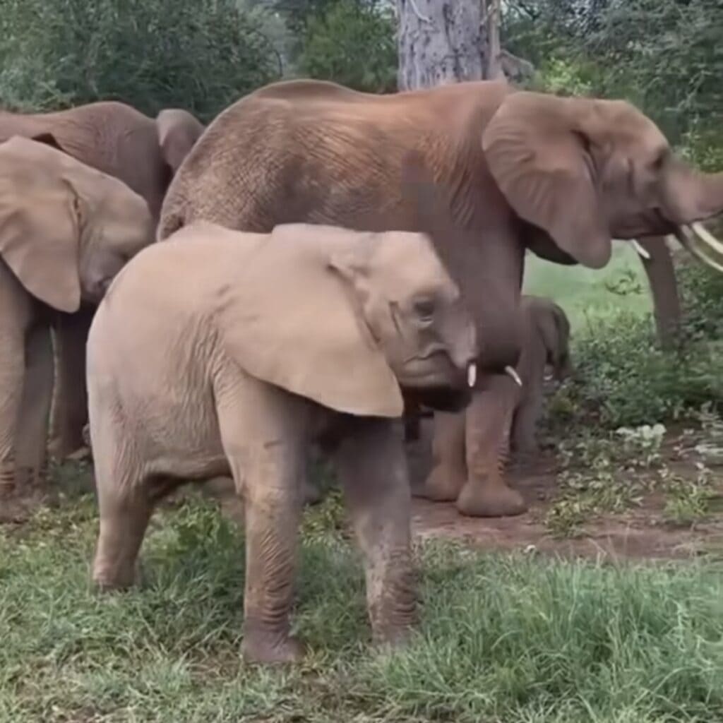 Baby Elephant Doing the Helicopter.