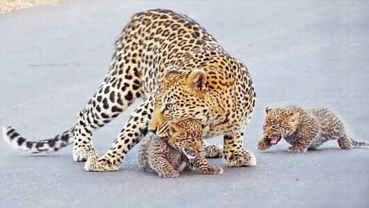 Mama Leopard Stops Traffic To Teach Her Cubs How To Cross The Road