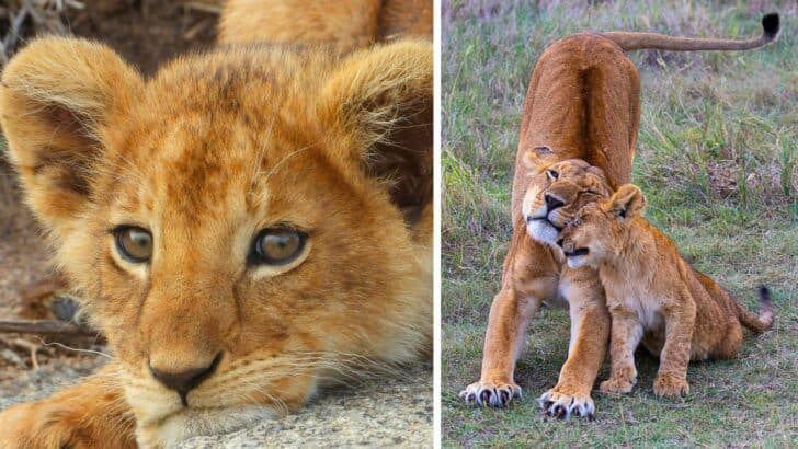 Tiny Baby Lion Cub Roars Desperately for Mom Until She Appears By his Side (Video)