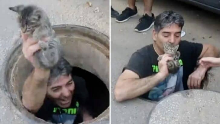 Brave Man Jumps Into A Storm Drain To Save A Poor Kitten’s Life