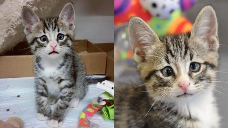This Adorable Kitten Born With “Worried Eyes” Will Definitely Make Your Heart Melt